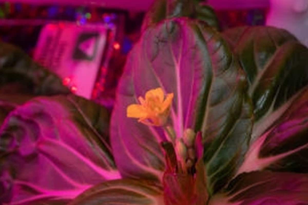 NASA Astronaut Successfully Harvests Two Plants in Space, Longest Leafy Greens Ever on ISS - News18