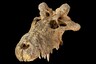 Horned Crocodile, an Extinct Species from Madagascar Has Earned Its Spot on The Reptile Family Tree