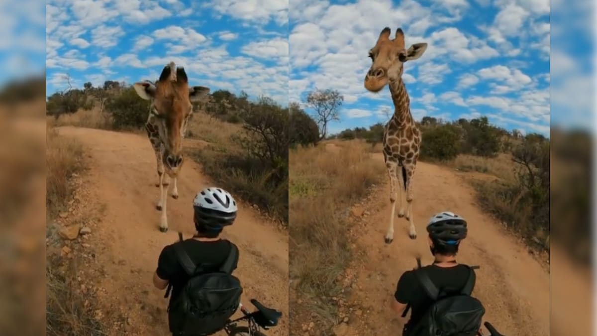 WATCH: Giraffe Stops Biker to Sniff His Helmet, Encounter With 'Gentle Giant' Viral on TikTok