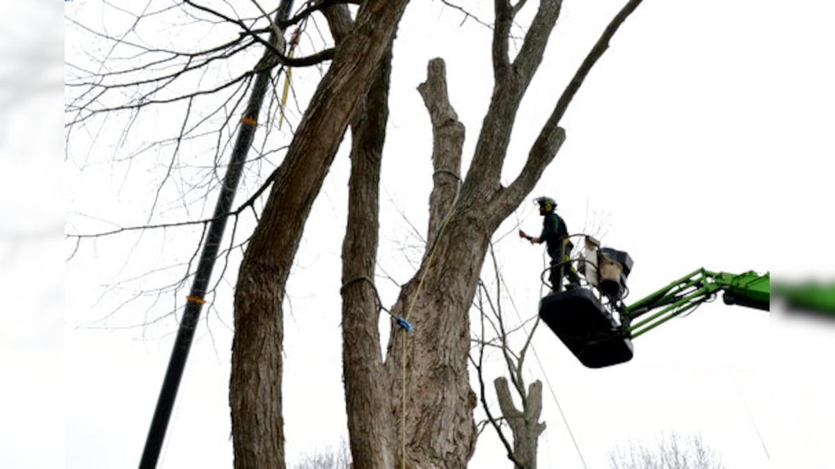 safety-concerns-bring-down-largest-sugar-maple-tree-in-us-news18