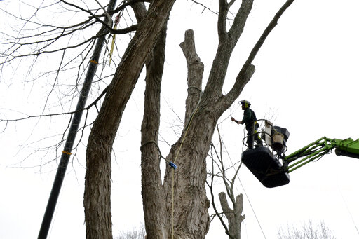 Safety Concerns Bring Down Largest Sugar Maple Tree In US News18 safety-concerns-bring-down-largest-sugar-maple-tree-in-us-news18