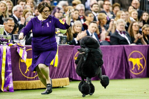Which Dog Won The Championship Best In Show At The 2022 Westminster Dog Show?