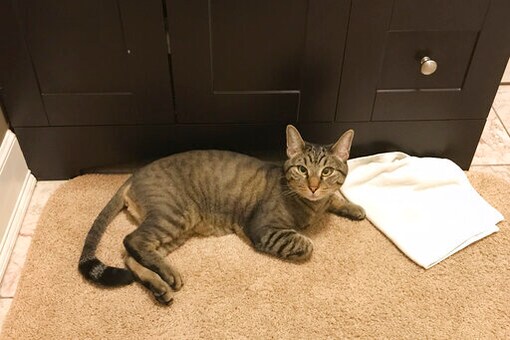 New Hampshire Senate Advances Pet Parity Bill