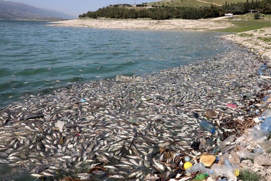 Dead fish are seen floating in Lake Qaraoun on the Litani River, Lebanon. Reuters