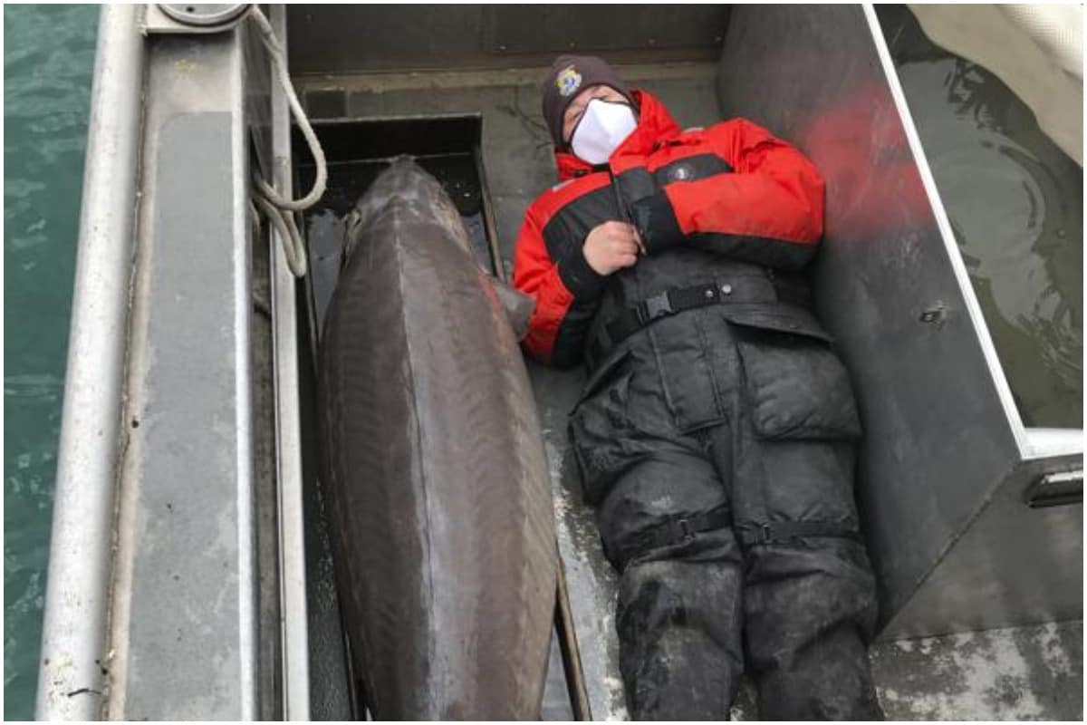 Ancient 100yearold Fish Weighing 108 Kg Caught in US River