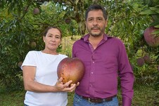 Farmer Couple in Colombia Grows Mango Weighing 4.25 kg, Makes it to Guinness World Record