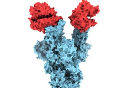 Structure image of B.1.1.7 (UK variant) (Image: University of British Columbia)
