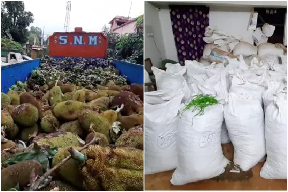 Odisha Police Seize Over 1000 Kg Cannabis Worth Rs 1 Crore from Truck Carrying Jackfruits to AP