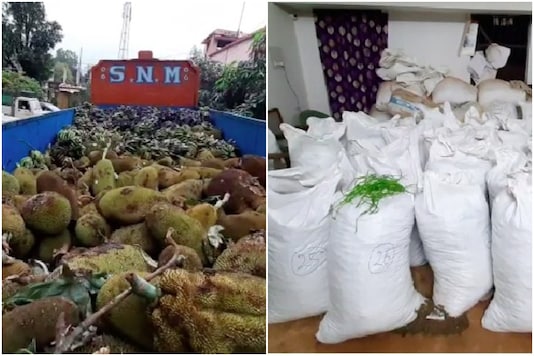 , Odisha Police Seize Over 1000 Kg Cannabis Worth Rs 1 Crore from Truck Carrying Jackfruits to AP, Indian &amp; World Live Breaking News Coverage And Updates