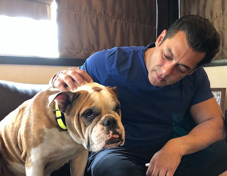 Salman Khan tapote son chien d'une manière adorable. (Image: Instagram) Salman Khan tapote son chien d'une manière adorable. (Image: Instagram)