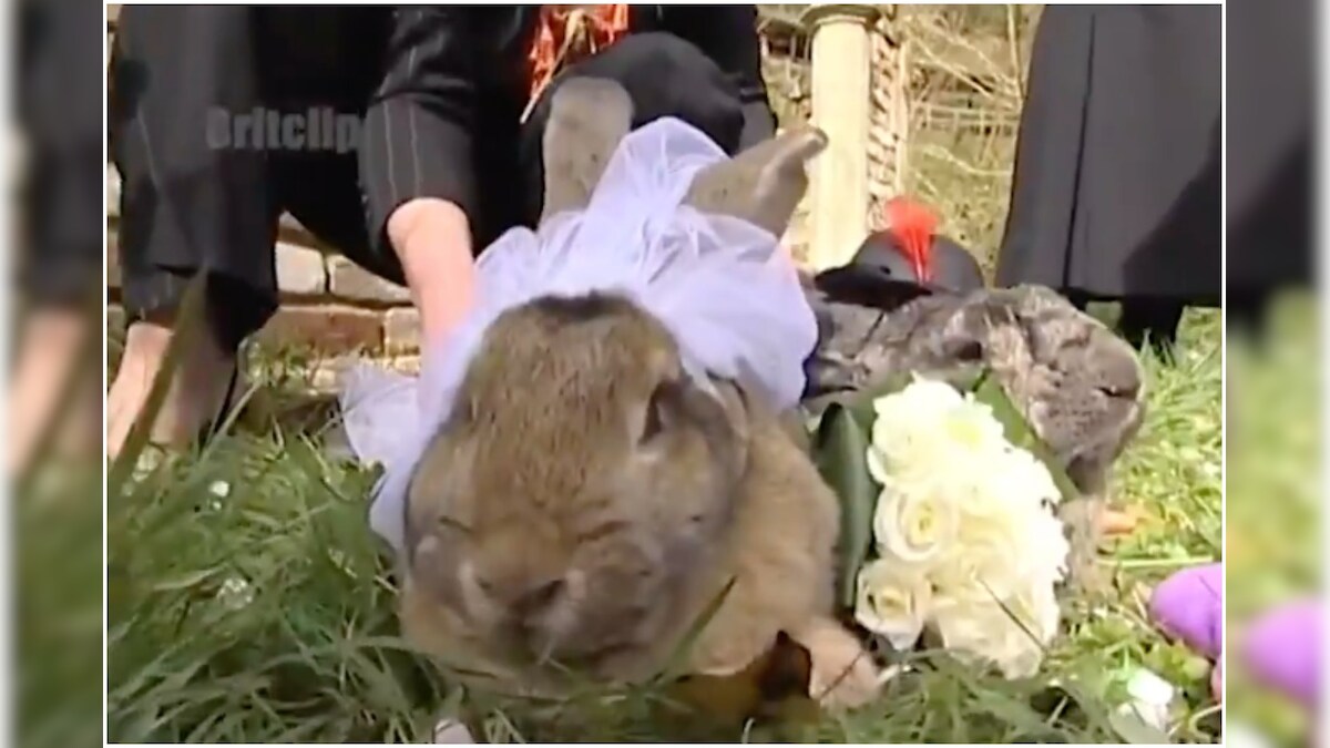 Every Bunny Finds Some Bunny: Video of Rabbit Couple Getting Married is Filling Internet with Hope