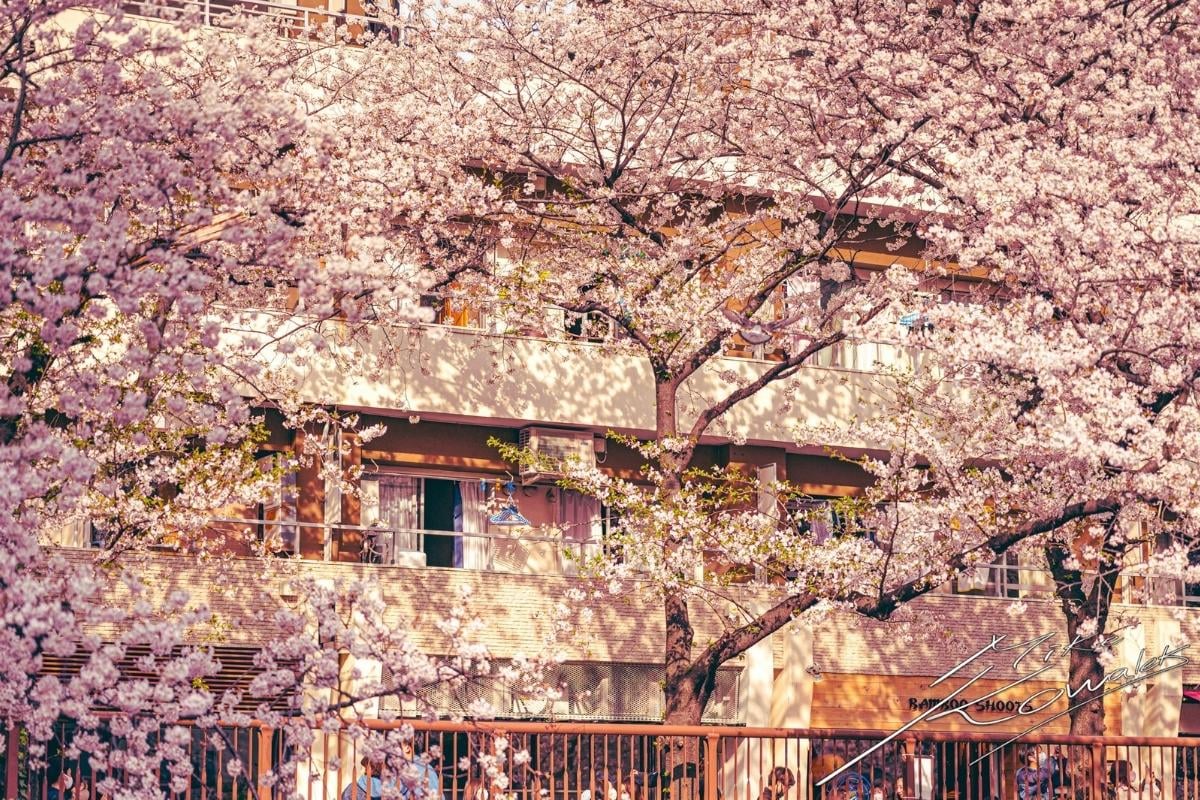 cherry blossom background hd  Anime cherry blossom Cherry blossom  wallpaper Anime scenery