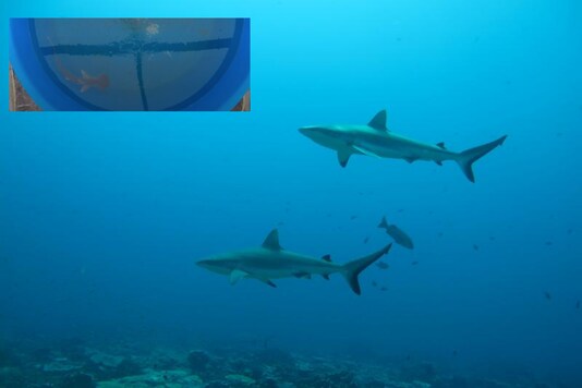 How do sharks navigate? | Image credit: Reuters/YouTube