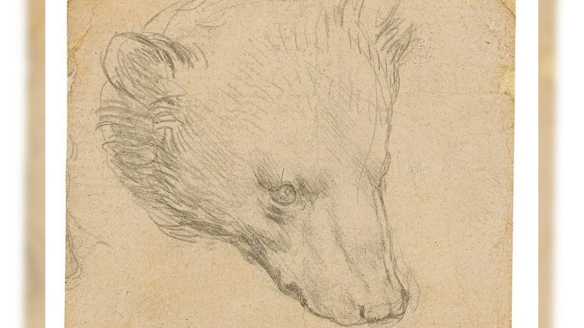 Leonardo Da Vinci's Tiny 'Head Of Bear' Drawing Set of Fetch Over 16