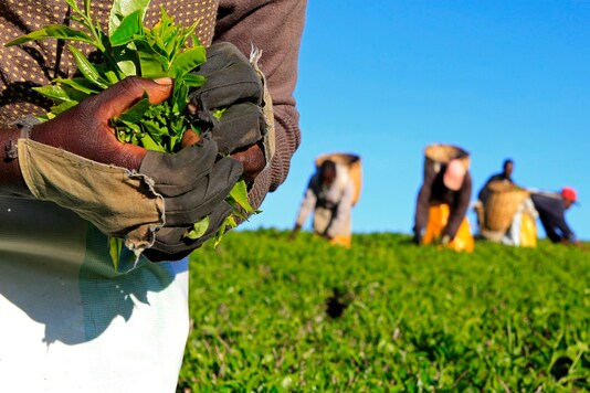 File photo: A woman picks tea leaves at a plantation in Nandi Hills, in Kenya's highlands region west of capital Nairobi. (Credit: REUTERS)