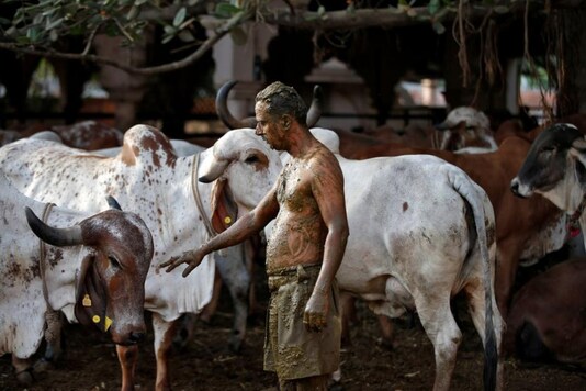 Indian Doctors Advise Against Using Cow Dung for Covid-19, Warn 'Other  Diseases Can Spread'