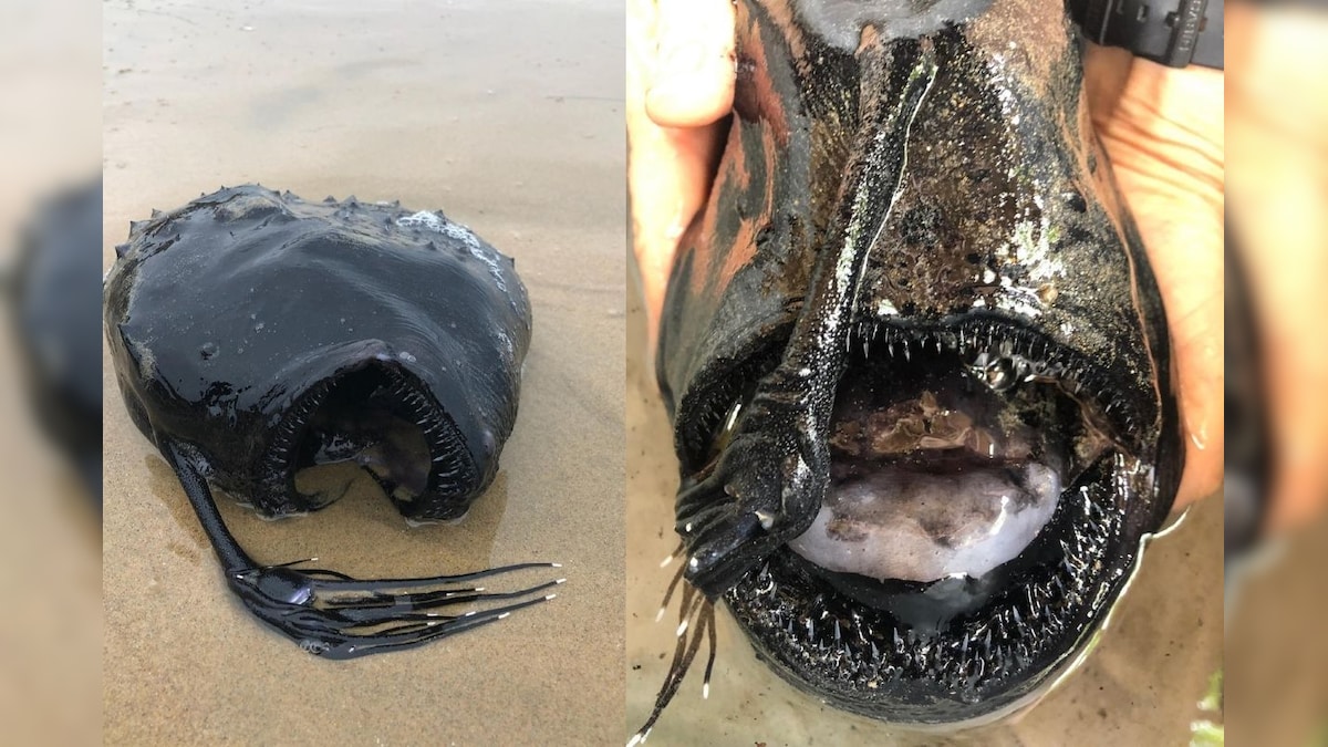 Rarely Seen Deep Sea Fish Living Thousands of Feet Underwater Washes Ashore at California Beach