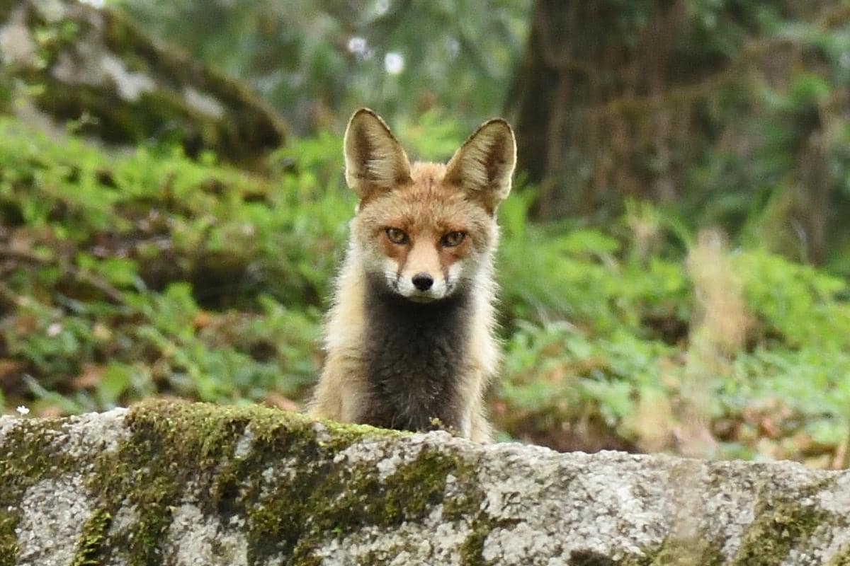 Rare Red Himalayan Fox Spotted in Uttarakhand Pithoragarh