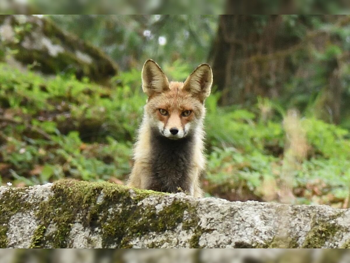 Rare Red Himalayan Fox Spotted in Uttarakhand Pithoragarh