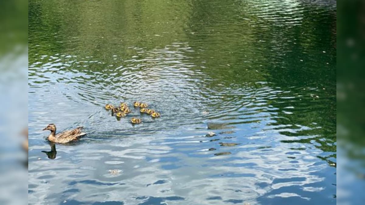 Watch: New York Police Reunites Ducklings with their Mother, Leaves Netizens in Awe