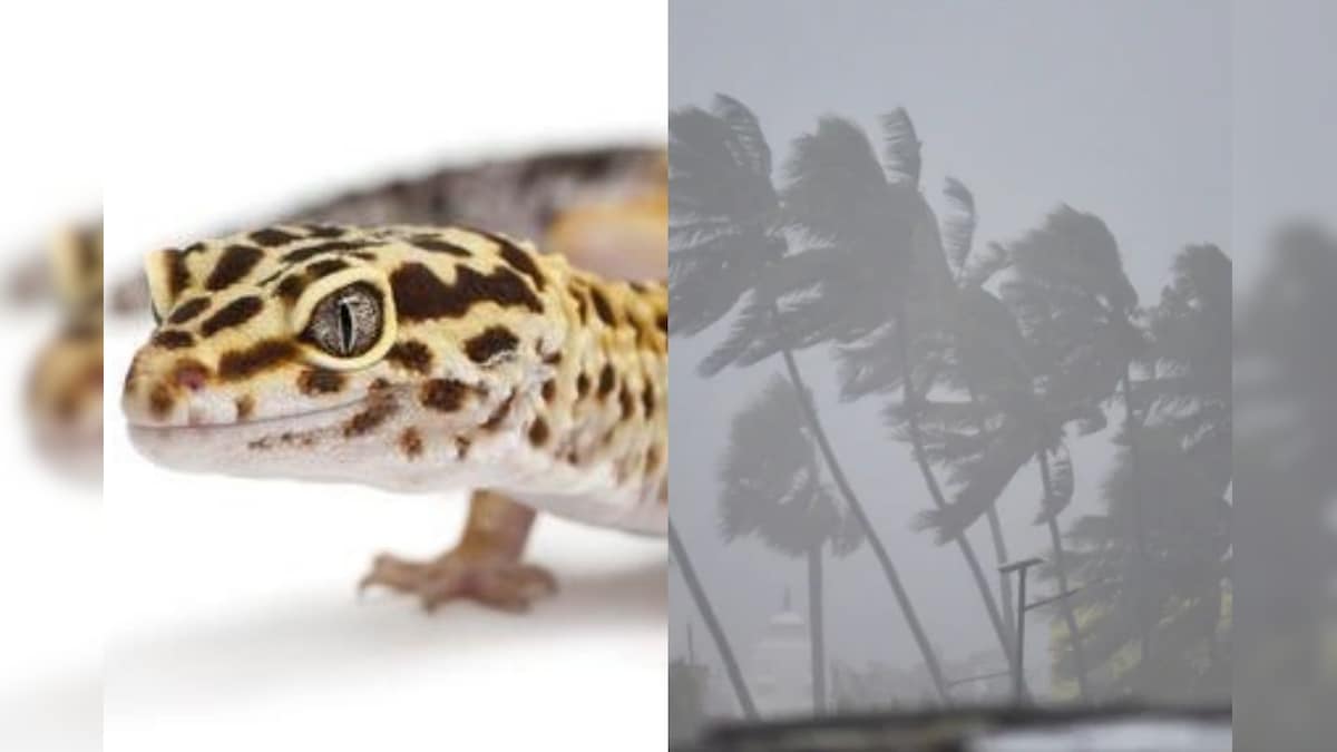 Cyclone Tauktae Named After a Lizard? Check Which Country Named the Storm This Time