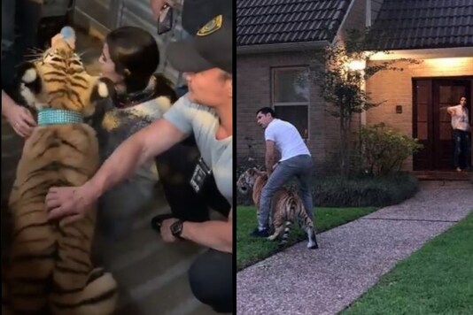 The tiger, named India, appears to be unharmed, Houston cops said. (Credit: Twitter/Houston police)