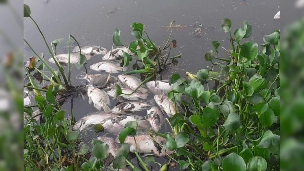 Hundreds of Dead Fish Found Floating in Bengaluru Lake, Effluents Dumped in Water to Blame