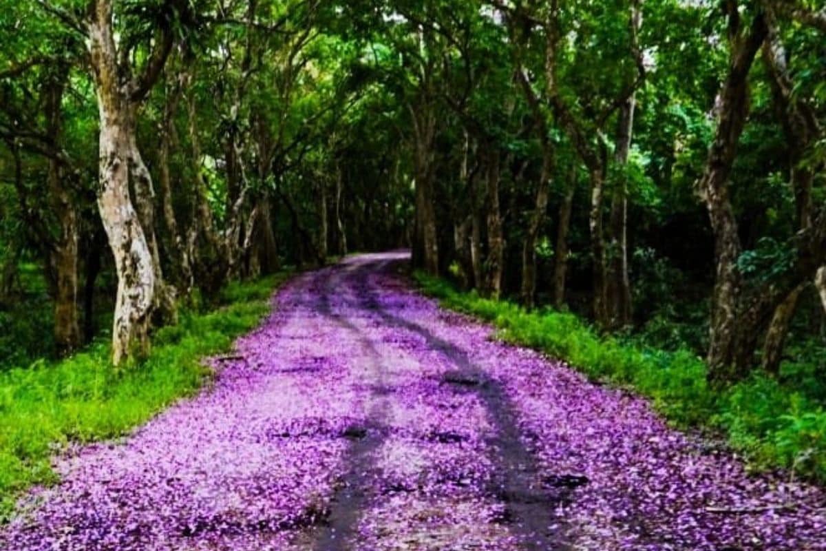 Read more about the article Vacationers to Miss out ‘Violet Roads’ in Assam as Covid-19 Shuts Down Kaziranga Park
