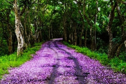 The NH-37 highway in Assam sprinkled with spring flowers.
(Credit: News18)