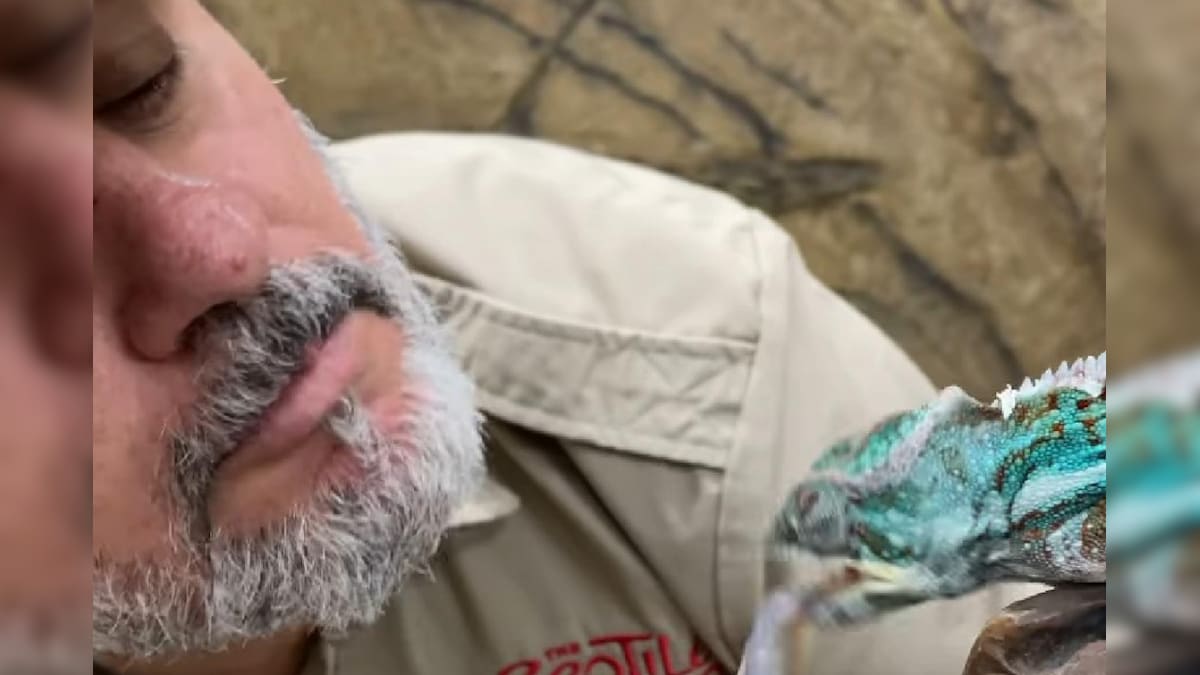 Sharing is Caring: Zoo Keeper Feeds Worm to Chameleon from his Mouth in Wholesome Video