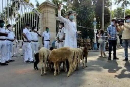 Man brings herd of sheep outside Bengal guv;s residence to protest against state's covid-19 condition. 
(Credit: Twitter)