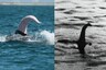 Is Loch Ness Monster's Long Neck a Whale Penis? Experts have Divided Opinions