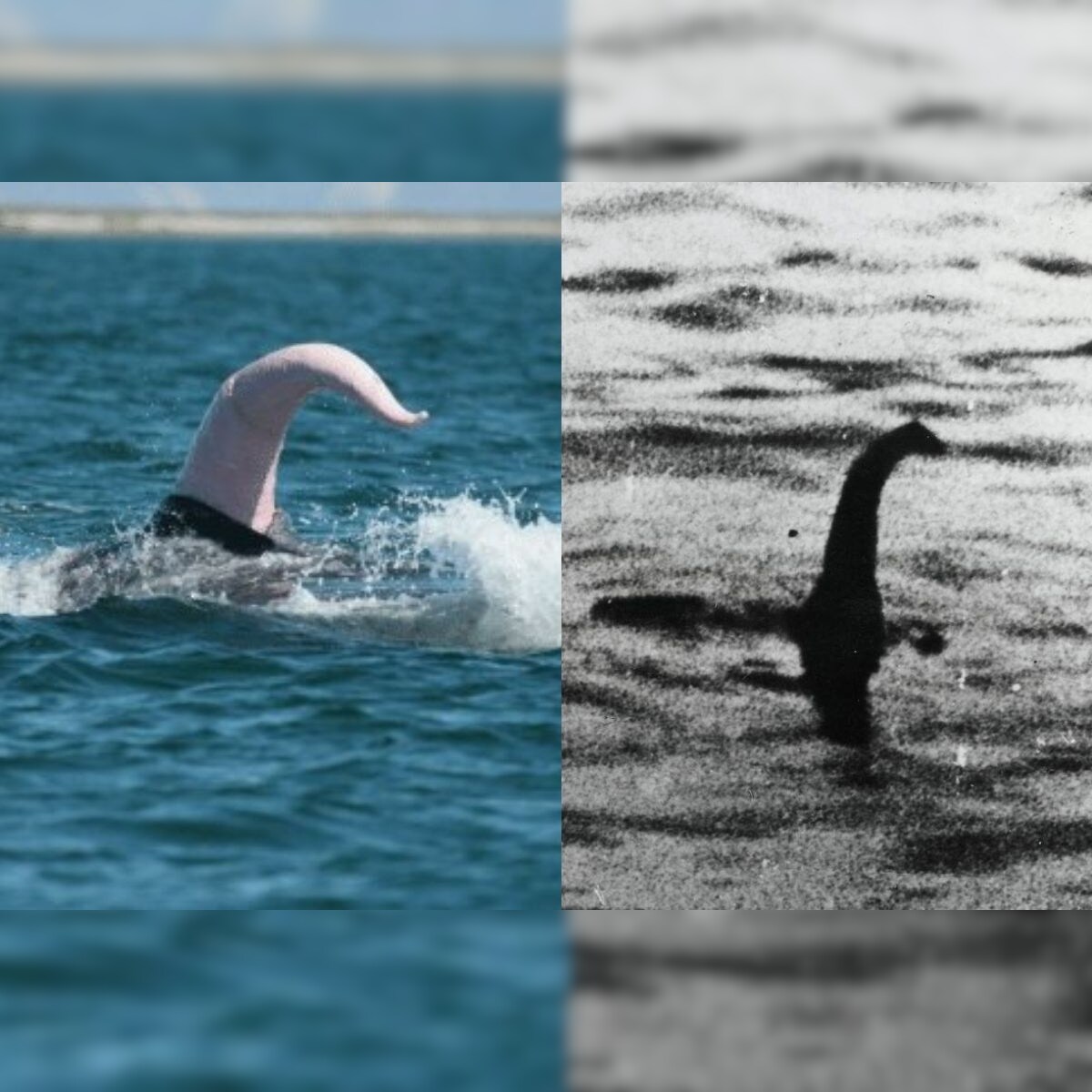 Is Ness Monster's Long Neck a Whale Penis? Experts have Opinions