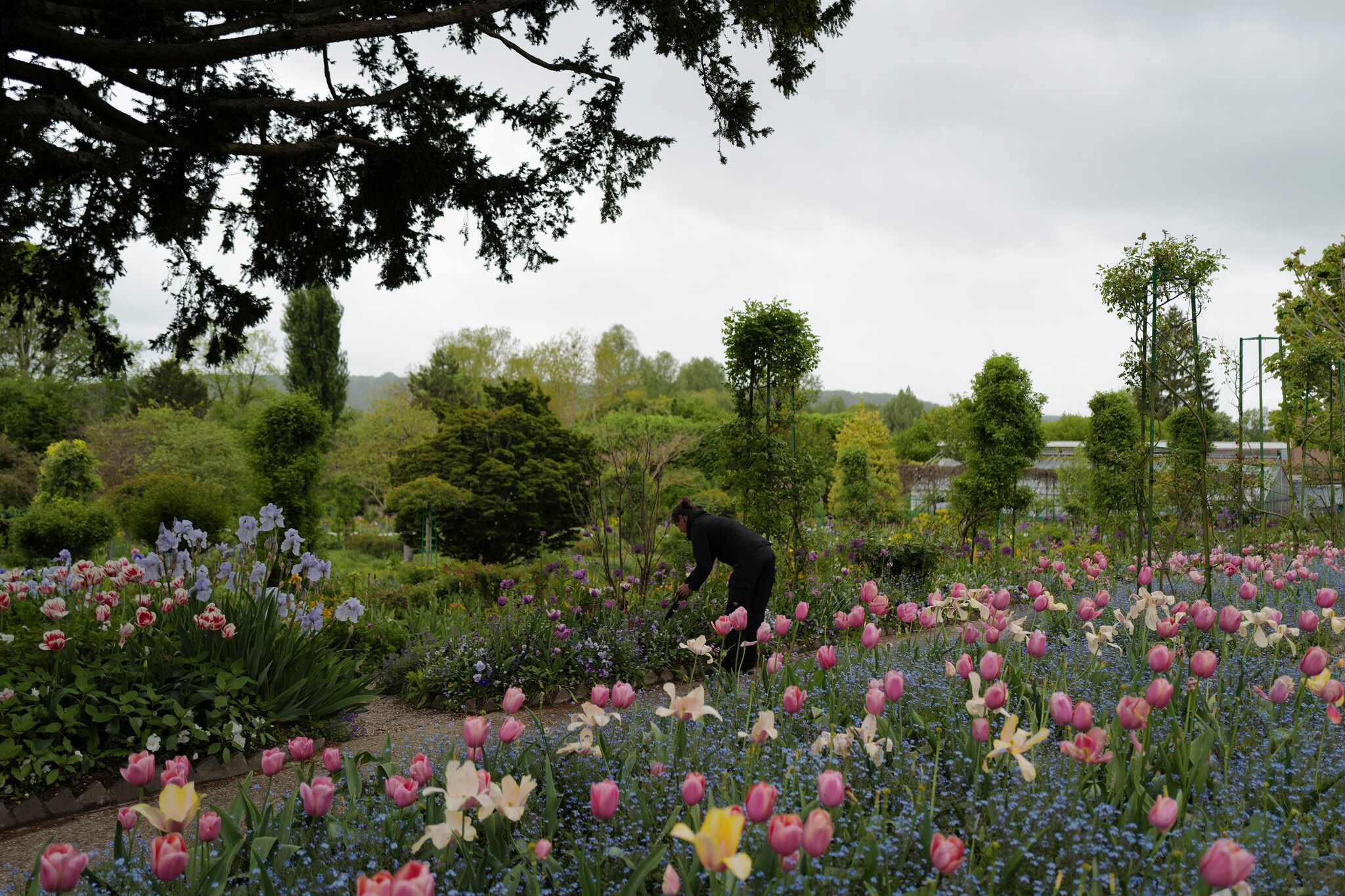 Сад Клода Моне розы, Франция, Живерни