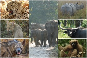 National Endangered Species Day 2021: Wildlife Photos from the Indian Jungles You've Never Seen
