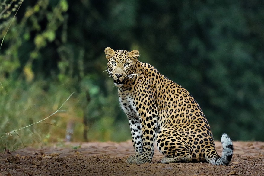 National Endangered Species Day 2021: Wildlife Photos from the Indian Jungles You've Never Seen National Endangered Species Day 2021: Wildlife Photos from the Indian Jungles You've Never Seen