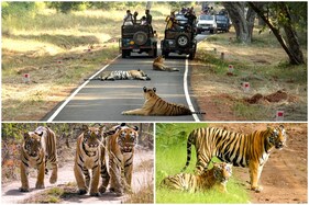 National Endangered Species Day 2021: Amazing Photos of Tigers from the Wildlife of India