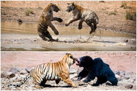 National Endangered Species Day 2021: Photos of Playful and Fighter Tigers from Indian Wildlife