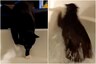 Cat Takes a Tumbles in Bathtub Full of Water While Human Takes Bath, Watch Viral Video