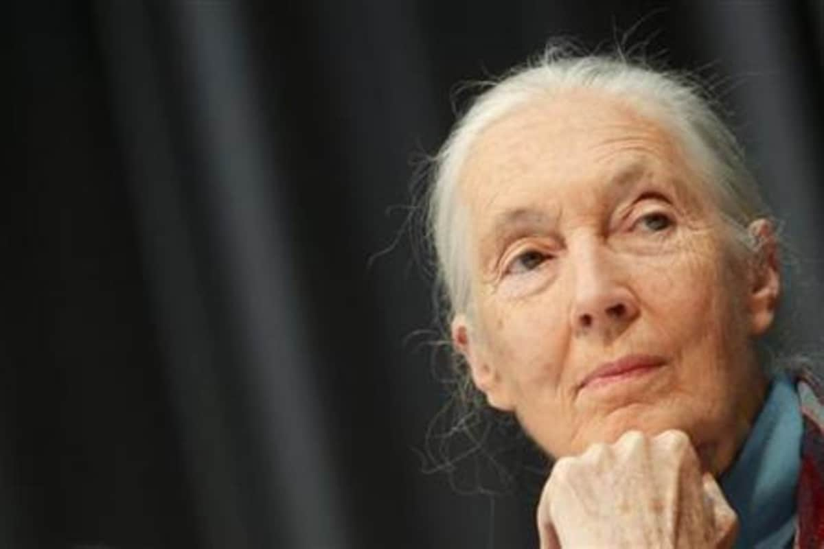 Who is Jane Goodall? News18 Gives Insight Into The Life of World ...