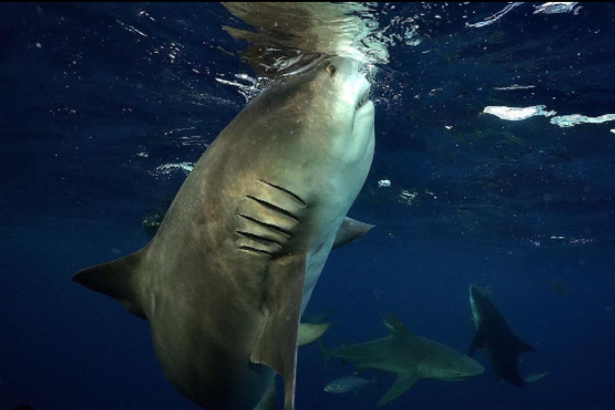 She's a Whooper': Diver Shares Photos of Close Encounter With Incredibly Large Bull Shark