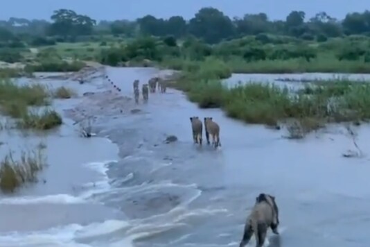 Watched the Viral Video of Lions of Gir After Cyclone Tauktae? Here's the Real Story Behind it