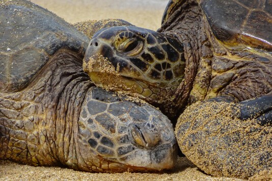 (Image: Shutterstock)