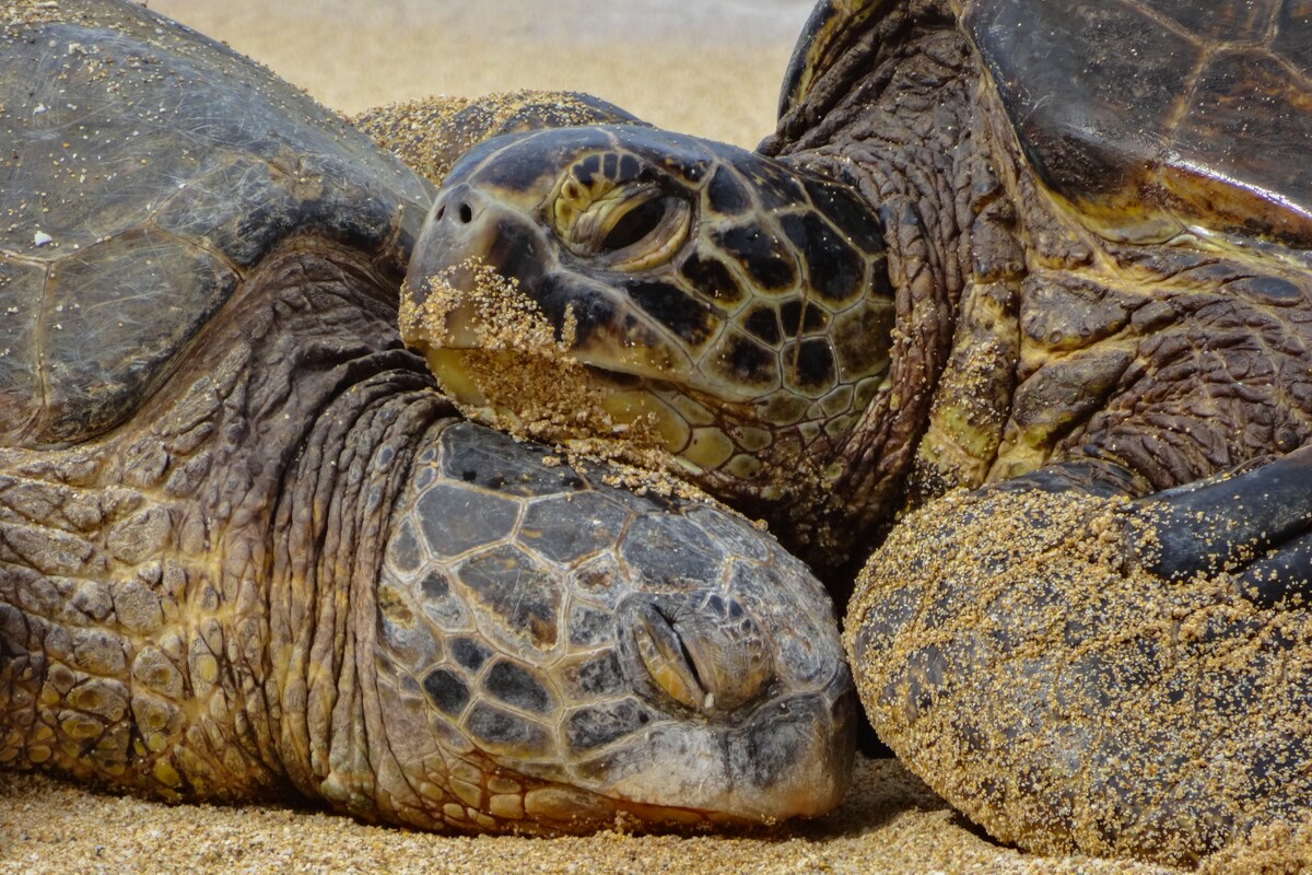 World Turtle Day 21 Significance Theme Quotes And Images To Spread Awareness