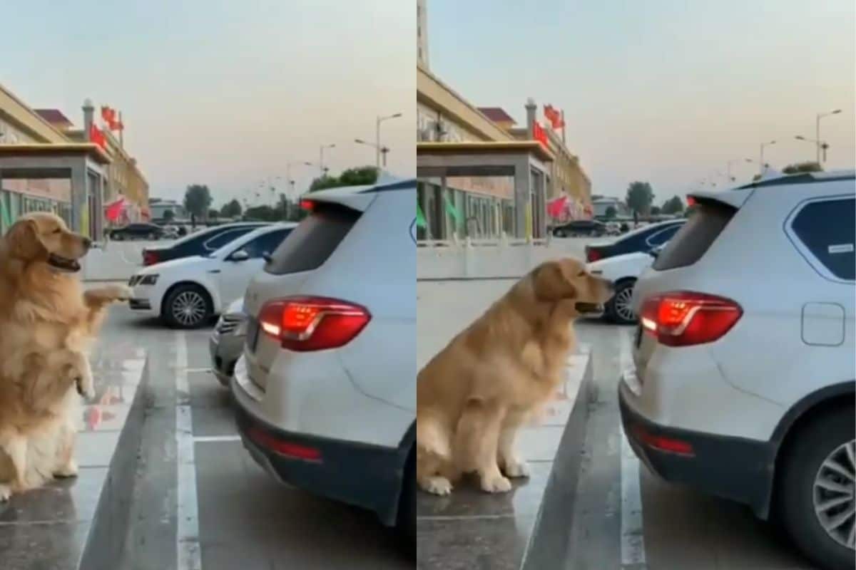 Best Barking Sensor: 'Smart Boi' Dog Helps Owner to Park Vehicle, Video Goes Viral