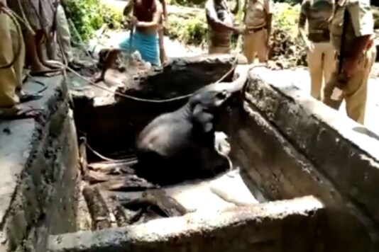 Video grab of elephant calf being recused. 
(Credit: IS Parveen Kaswan)