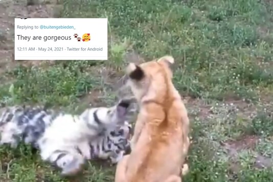 Video grab of tiger and lion cubs in a fight.
(Credit: twitter)