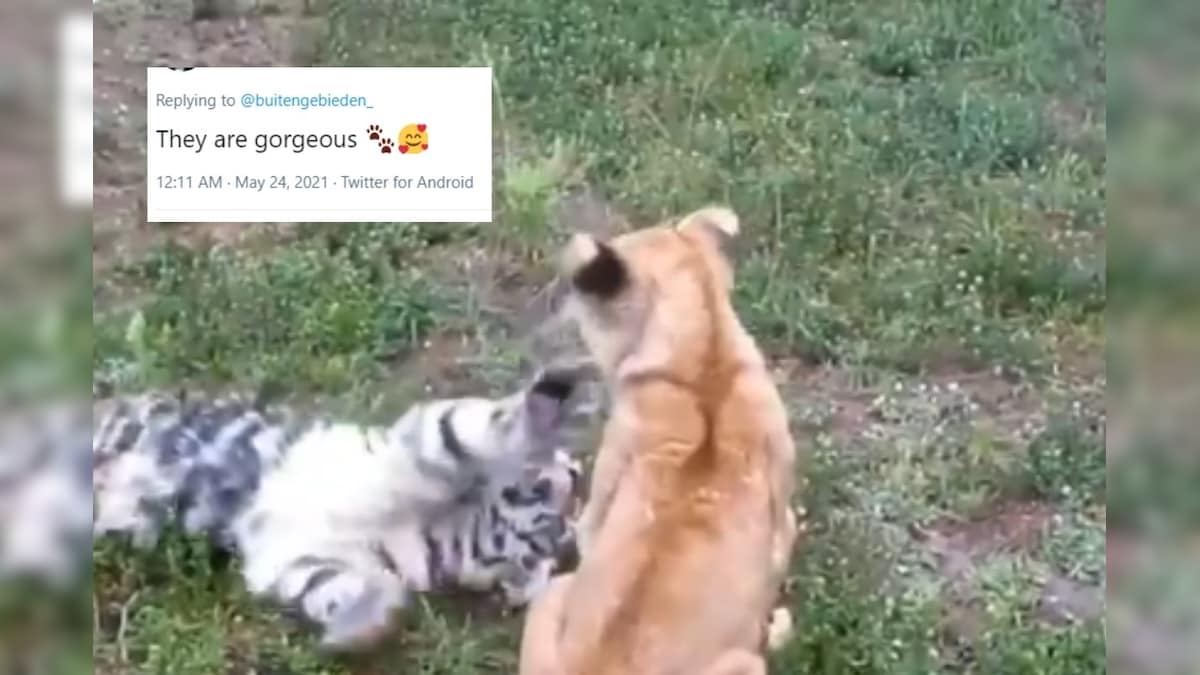 Watch: Tiger and Lion Cubs Engage in an 'Adorable' Fight in This Viral Video