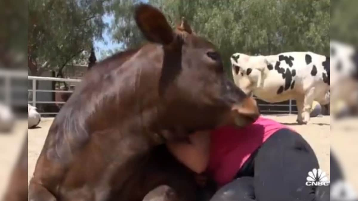 Cow Cuddling: Is Hugging Animals Becoming a 'Wellness Trend' in a Covid World?