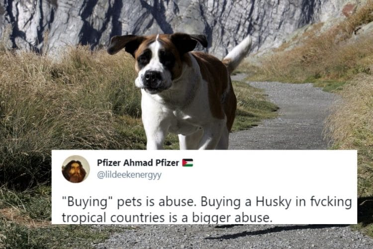 750px x 500px - Desi Pet Owners Called Out for 'Animal Cruelty' Over Buying Foreign Breeds  Unsuitable for Indian Climate - News18